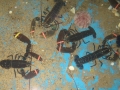 Live lobsters